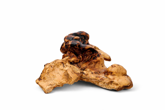 The Flow 09'